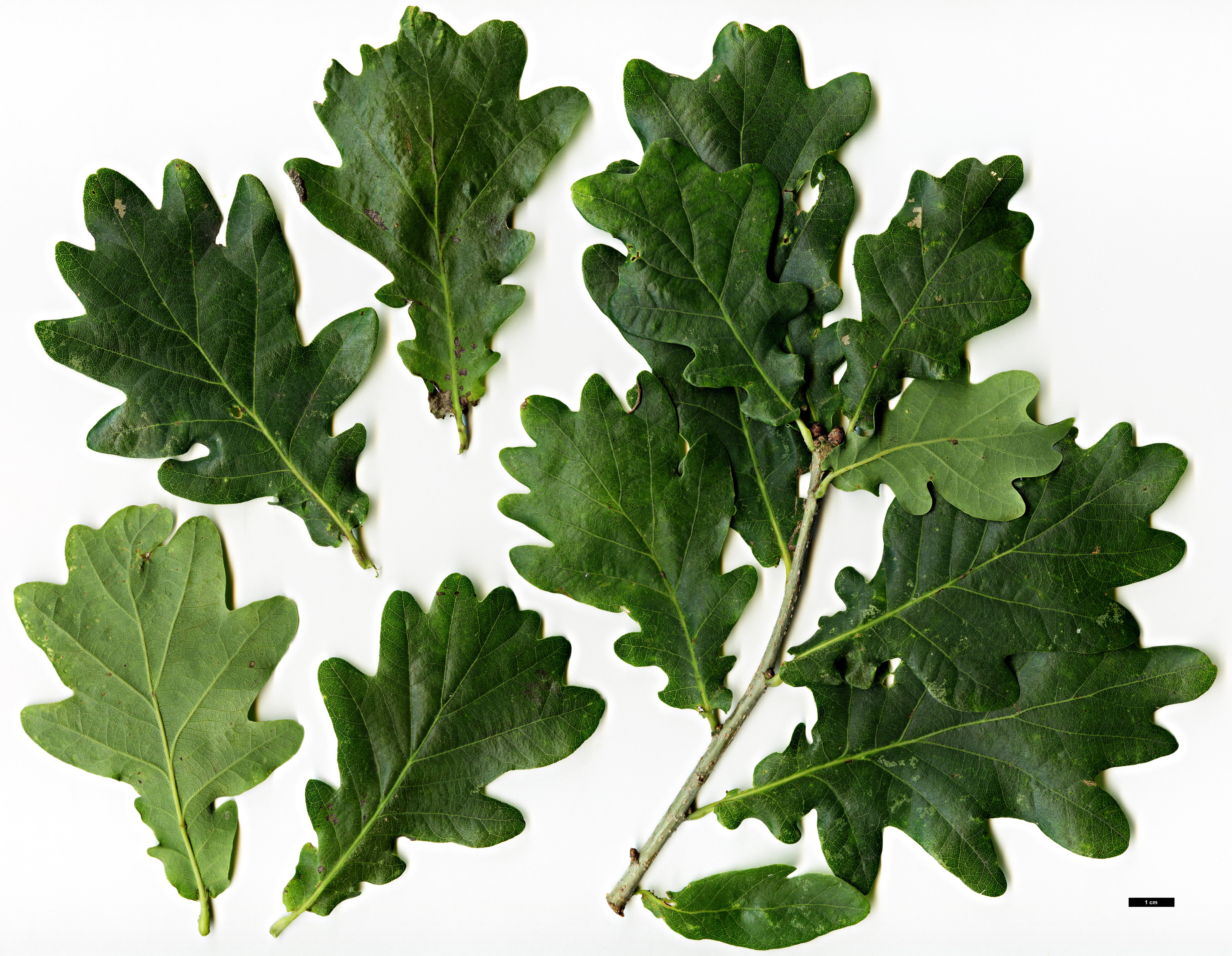 High resolution image: Family: Fagaceae - Genus: Quercus - Taxon: robur - SpeciesSub: Fastigiata Group 'Kasseler Rakete'